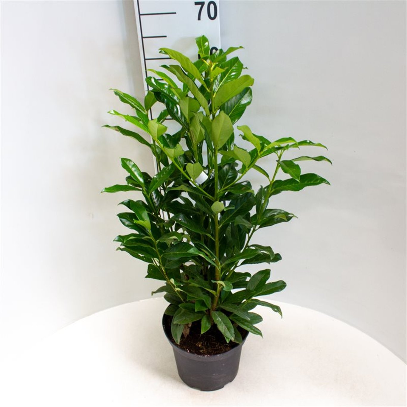 Prunus l. 'Mariblon' ('Genolia') - C5 60-80 CM